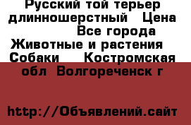 Русский той-терьер длинношерстный › Цена ­ 7 000 - Все города Животные и растения » Собаки   . Костромская обл.,Волгореченск г.